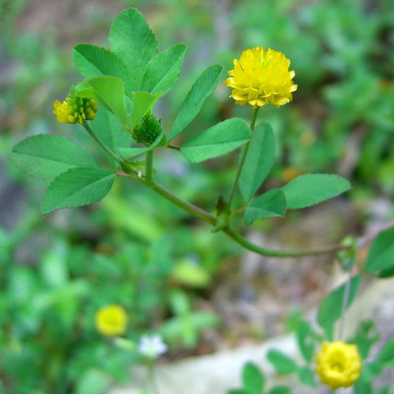 Image of field clover