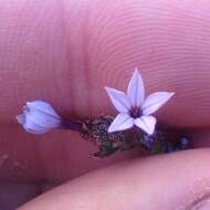 Image of Plumbago pulchella Boiss.