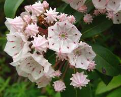 Image of mountain laurel