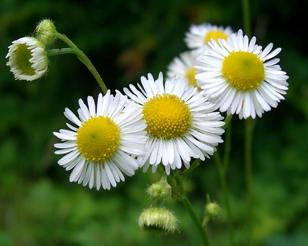 Image of prairie fleabane