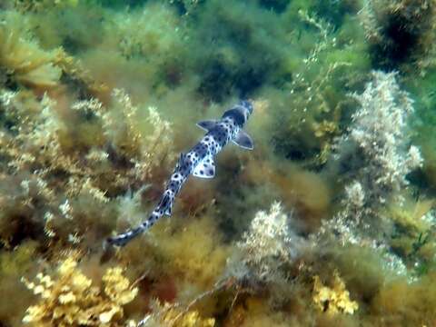 Image of Rusty Carpetshark