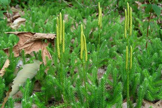 Image of Stag's-horn Clubmoss