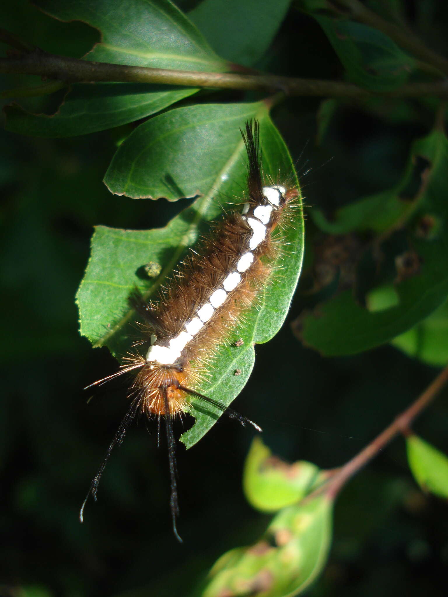 صورة Lepidokirbyia vittipes Walker 1855