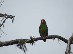 Image of Red-faced Parrot