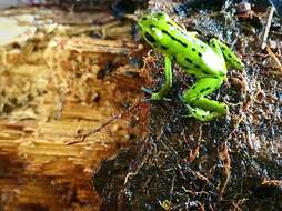 Image of Yellow-bellied Poison Frog