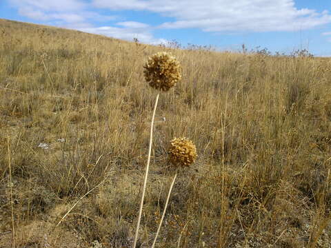 Image of broadleaf wild leek