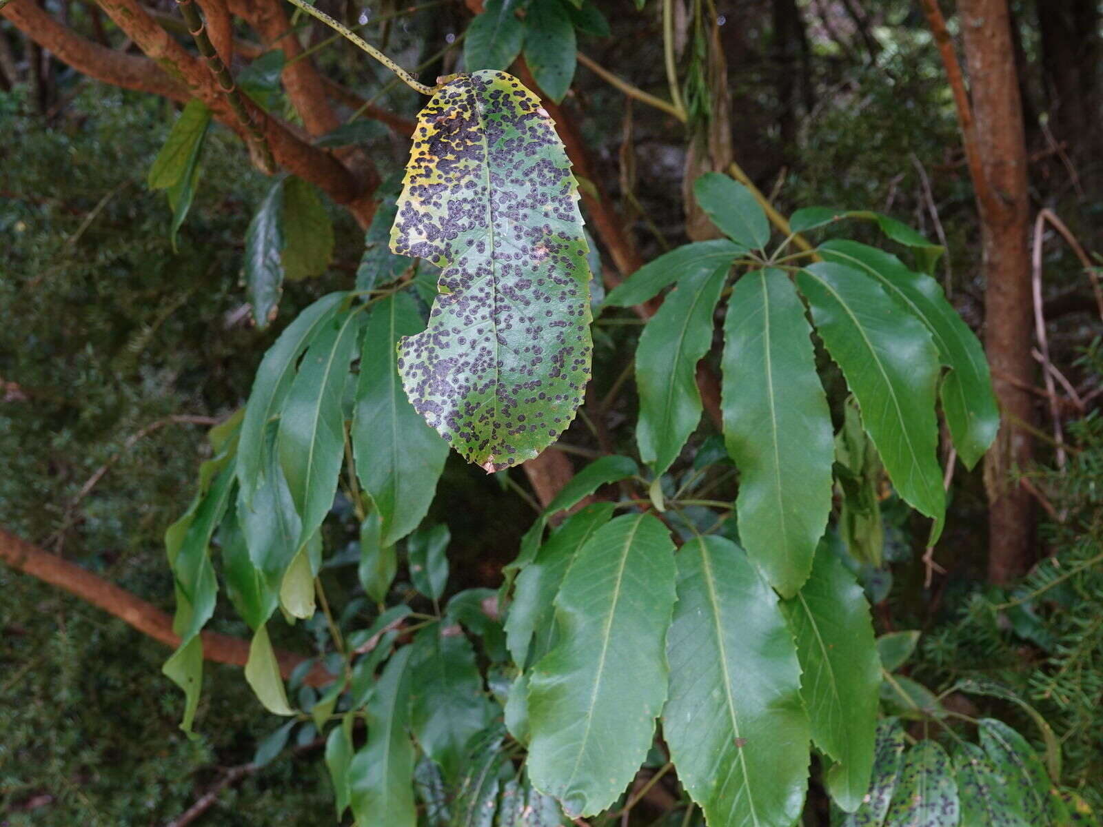 Plancia ëd Placosoma nothopanacis Syd. 1924