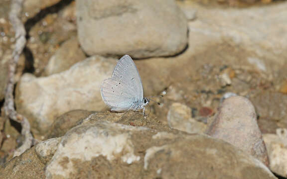 Image of Lorquin’s Blue