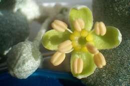 Image of roundleaf buffaloberry