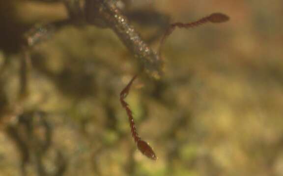 Image of Weevil