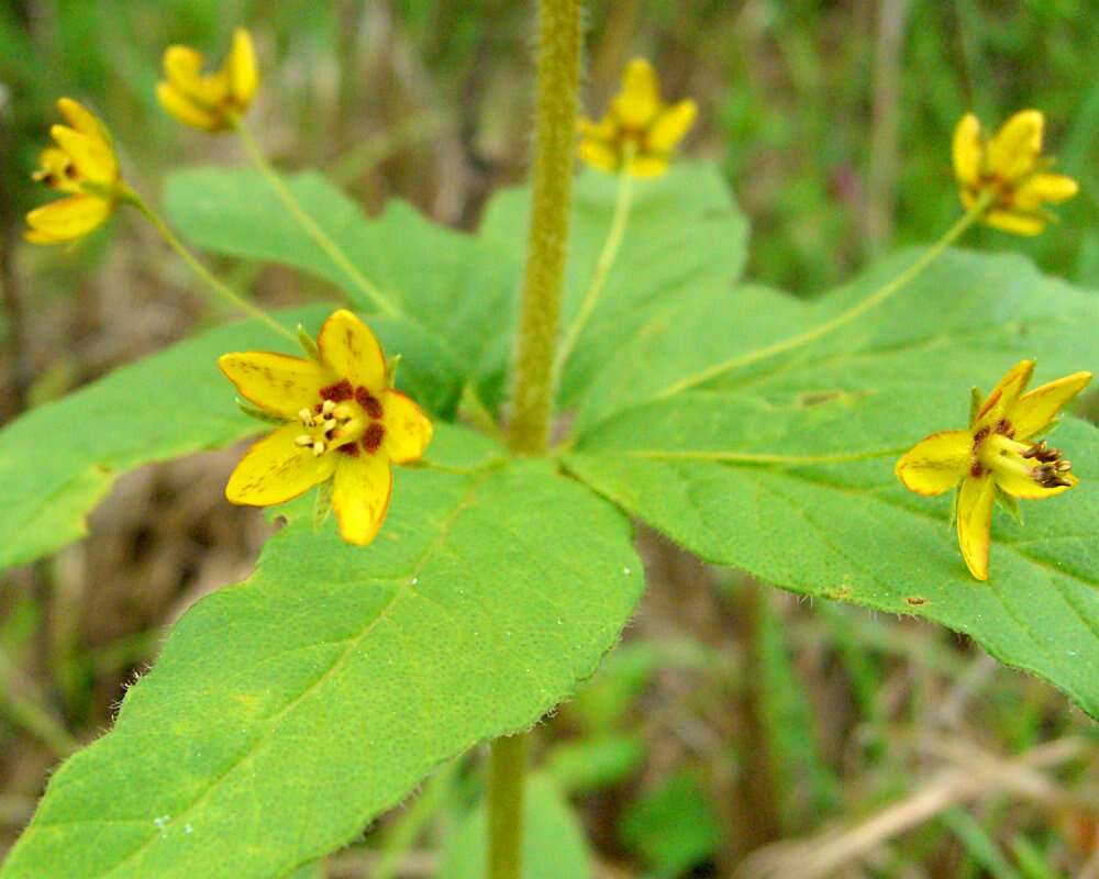 Image of whorled yellow loosestrife