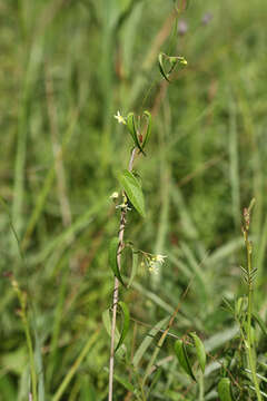 Image of Vincetoxicum volubile Maxim.