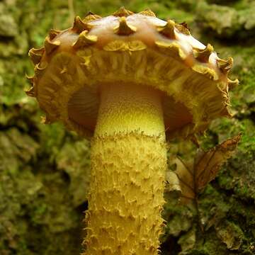 Pholiota aurivella (Batsch) P. Kumm. 1871 resmi