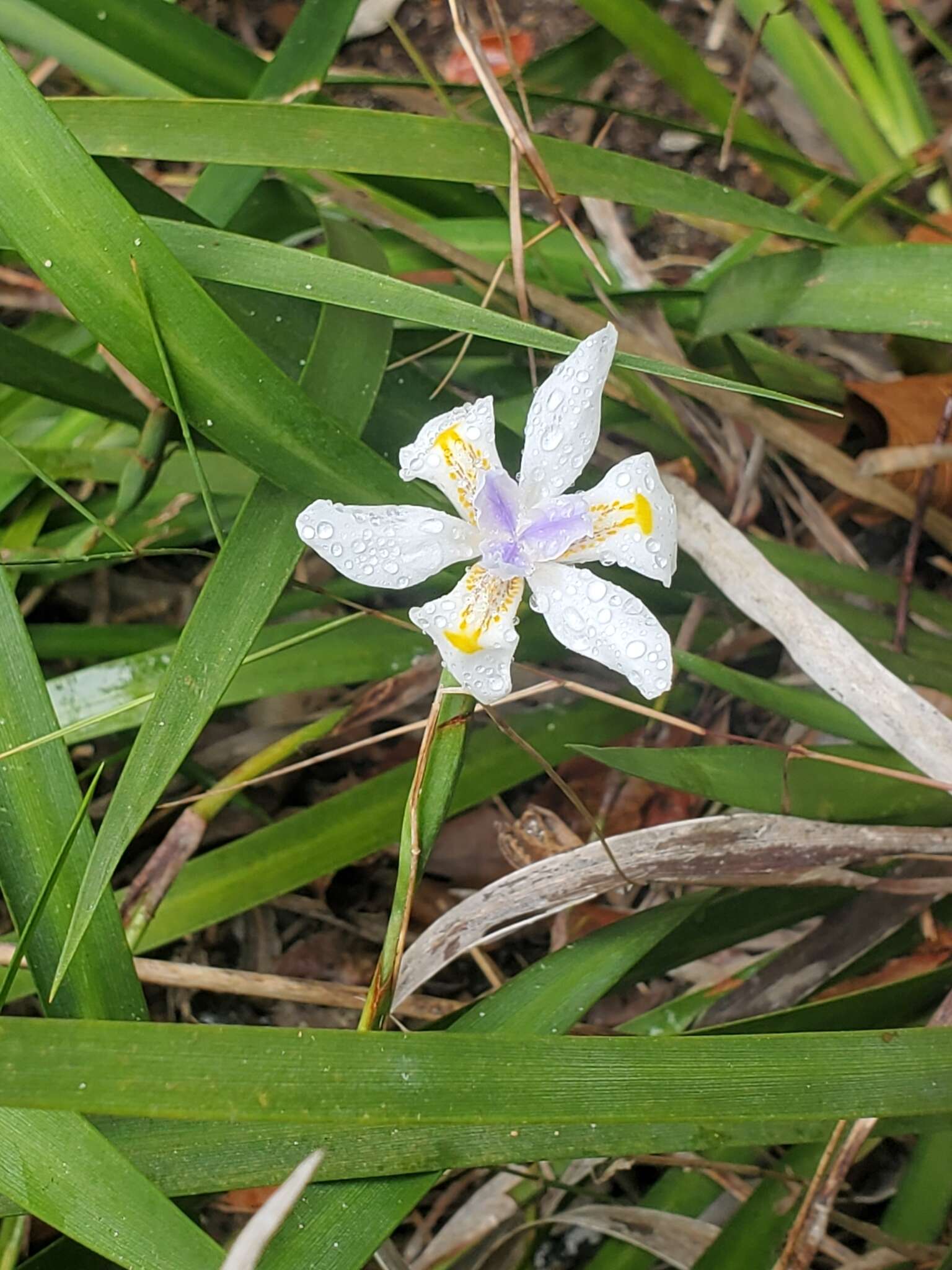 Image of Dietes iridioides subsp. iridioides