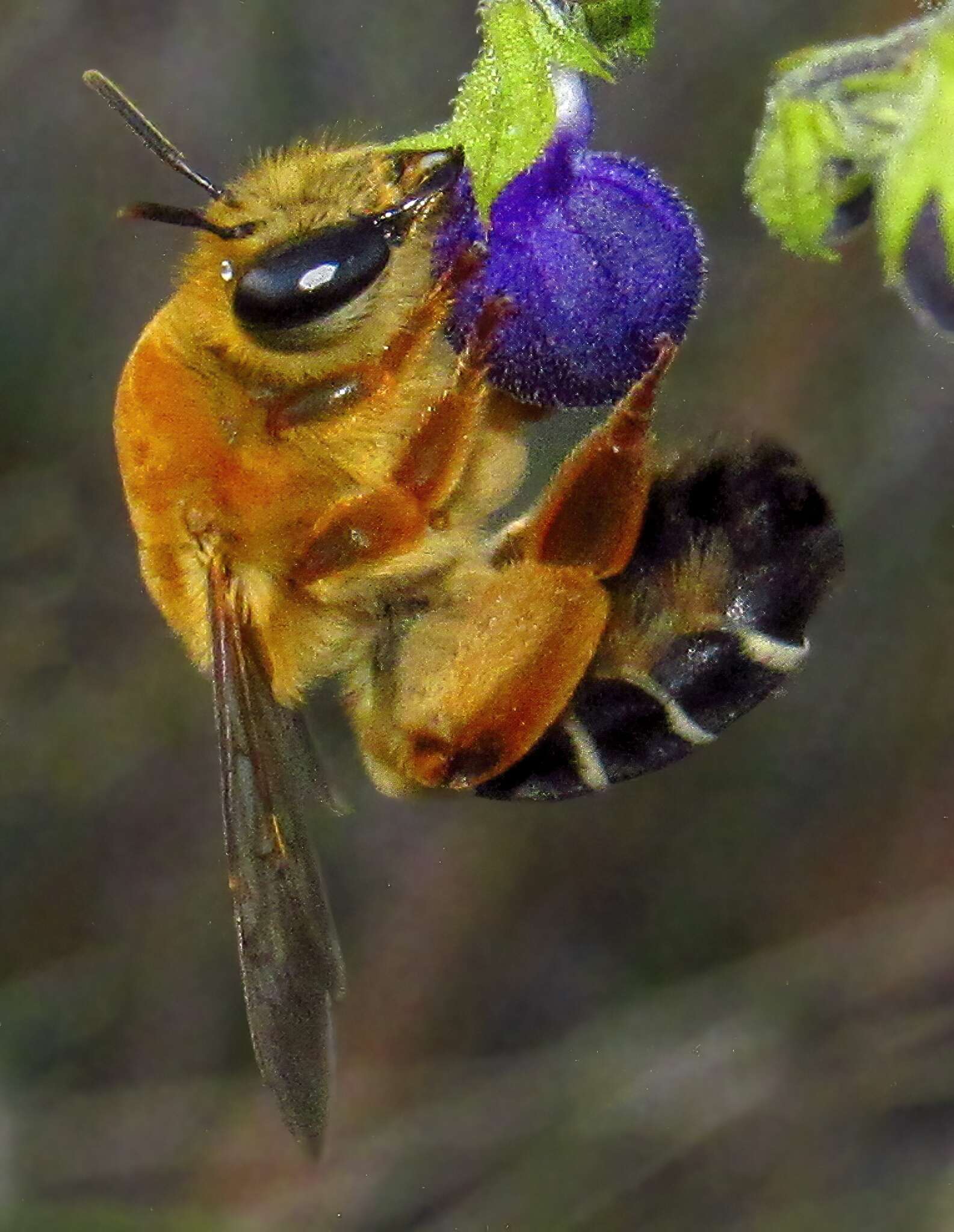 Image of Caupolicana floridana Michener & Deyrup 2004