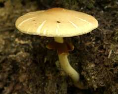 Plancia ëd Agrocybe praecox (Pers.) Fayod 1889