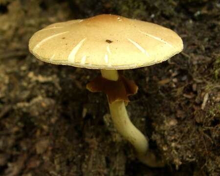 Image of Agrocybe praecox (Pers.) Fayod 1889