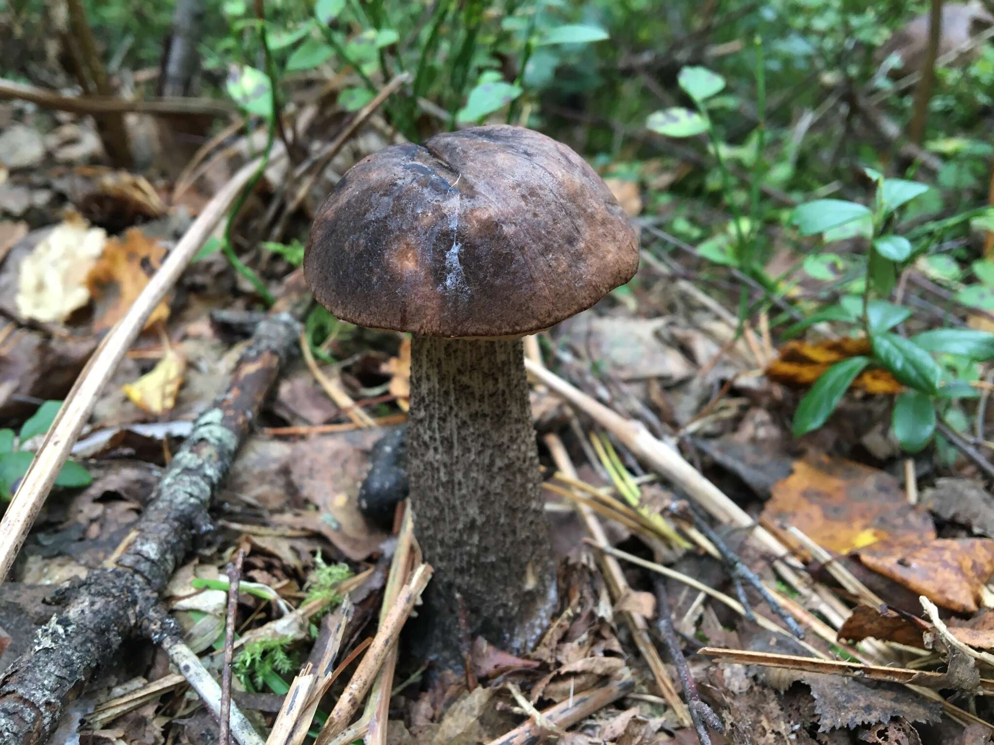 Image of Leccinum melaneum (Smotl.) Pilát & Dermek 1974