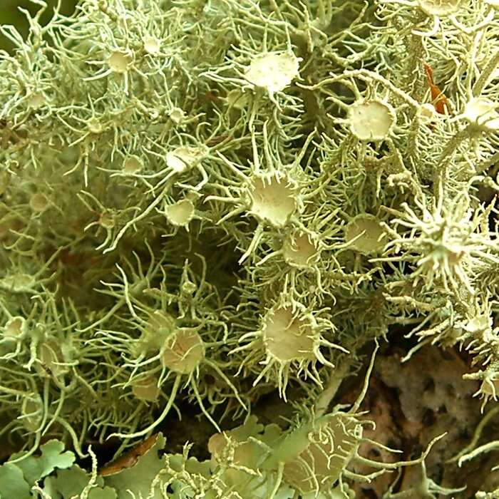 Usnea strigosa (Ach.) Eaton的圖片