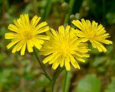 Image of smooth hawksbeard