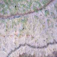 Image of Lecanora thysanophora