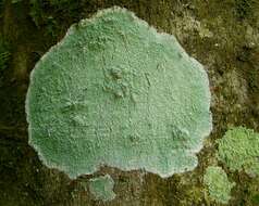 Image of Lecanora thysanophora