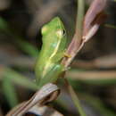 Image of Pointed Long Reed Frog