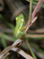 Image of Hyperolius nasicus Laurent 1943