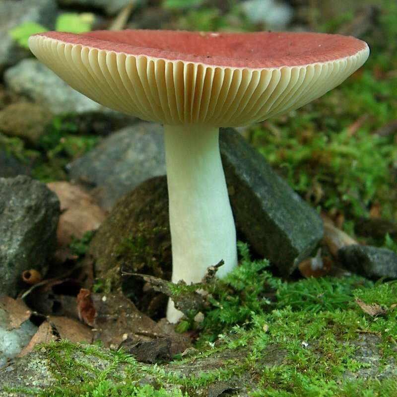 Plancia ëd Russula maculata Quél. 1878