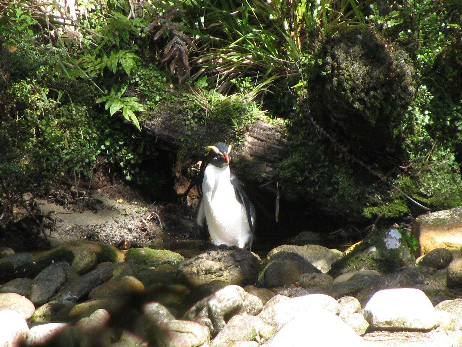 Image of Fiordland Crested Penguin