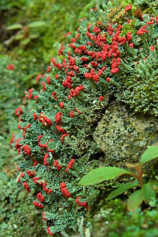 Слика од Cladonia cristatella Tuck.