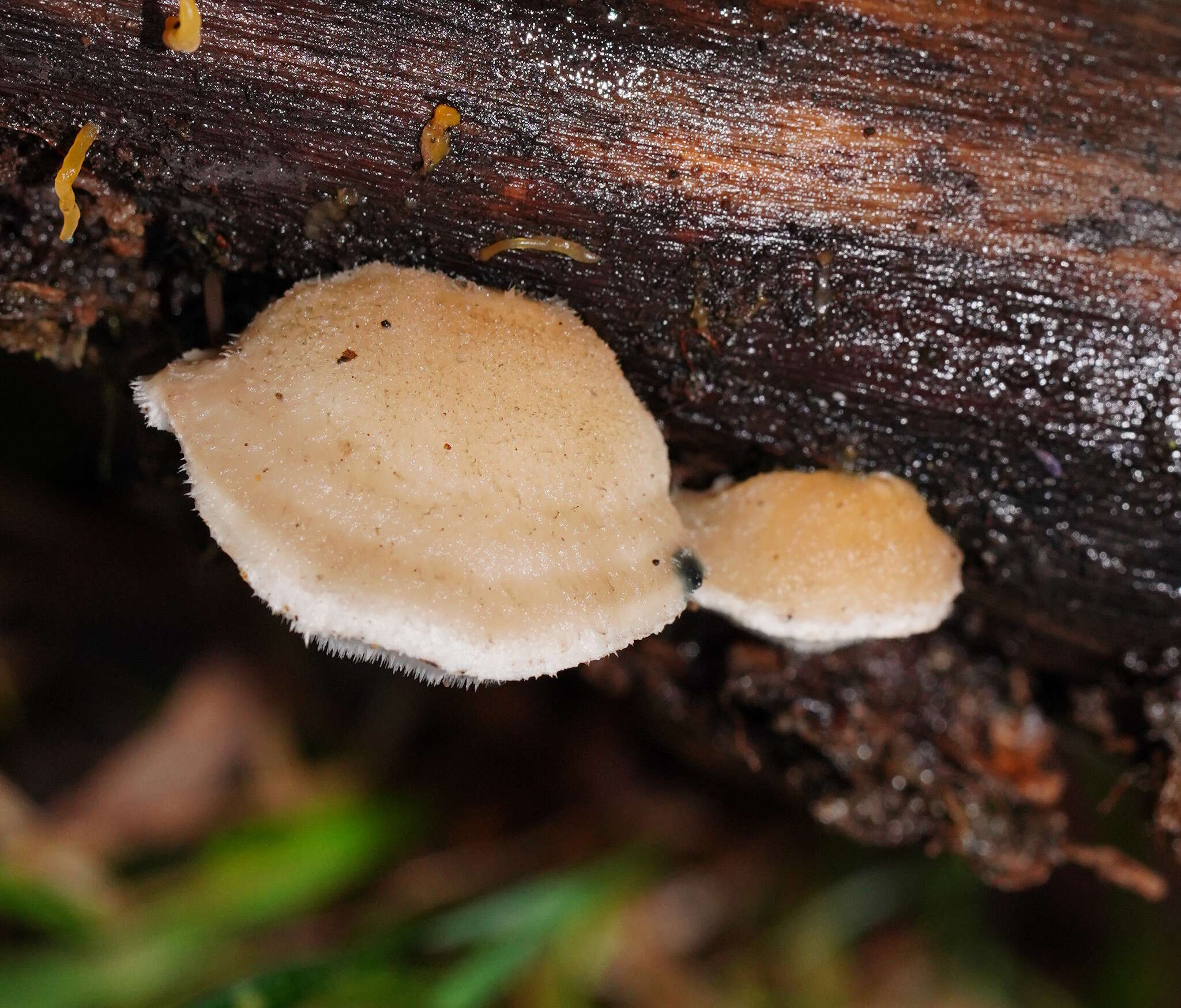 Image de Cyanosporus subcaesius