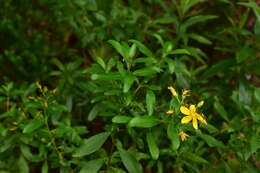 Image of Hypericum glandulosum Dryand. ex Ait.