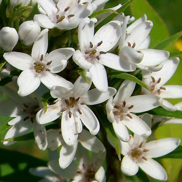 Image of gooseneck yellow loosestrife