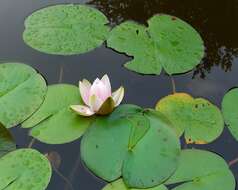 Image of American white waterlily