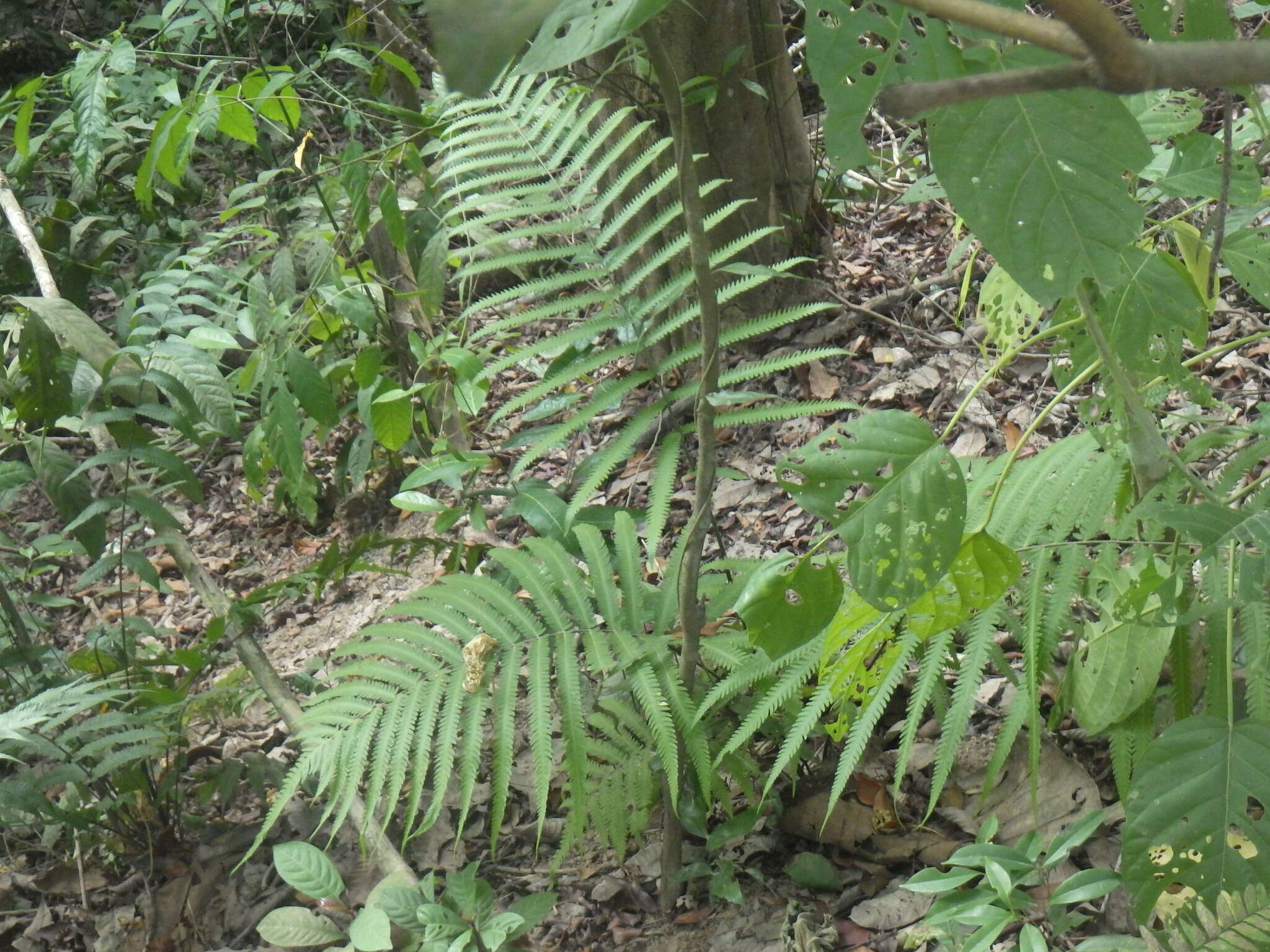 Image of Jeweled Maiden Fern