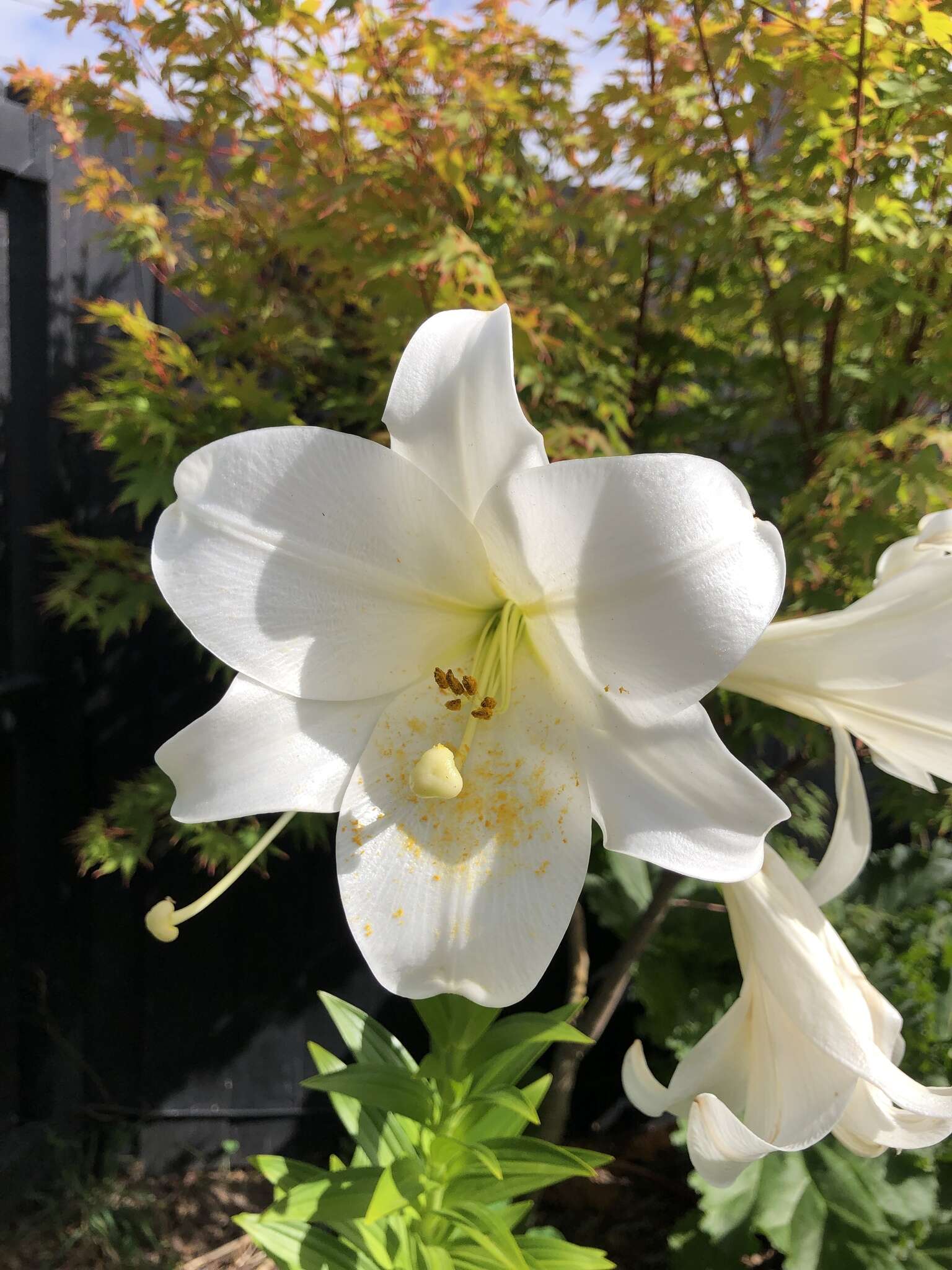 Image of Easter lily