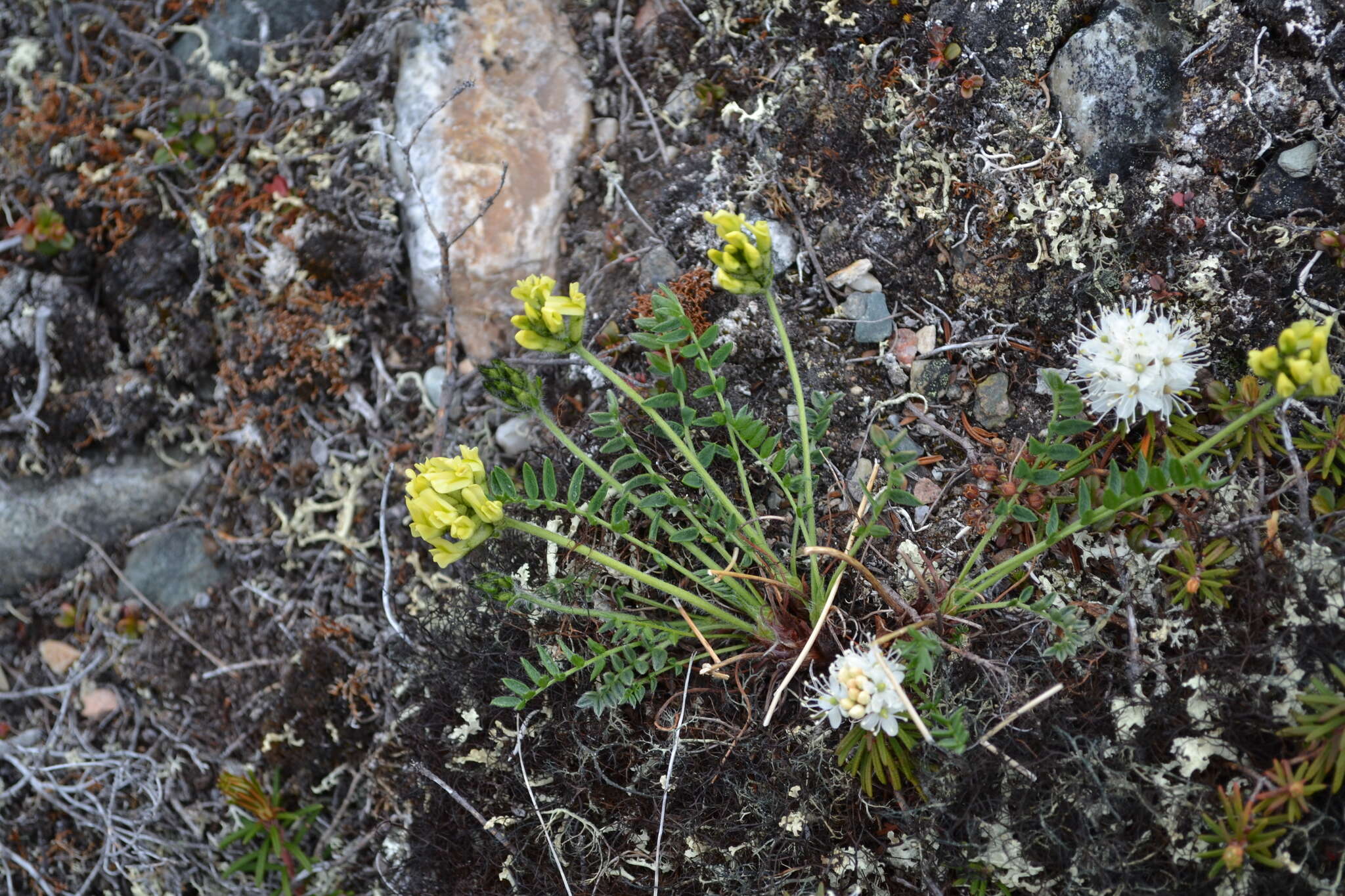 Image of Maydell's oxytrope