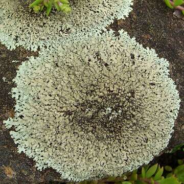 Image of Peppered rock-shield