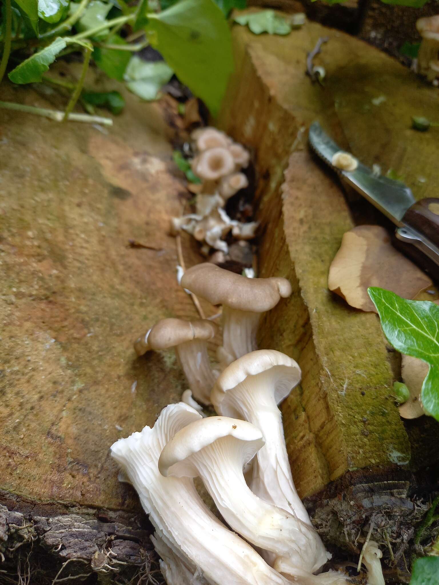 Image of Branched Oyster Mushroom