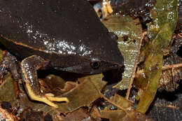 Image of Southern Narrow-mouthed Toad