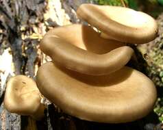 Image of black-footed polypore