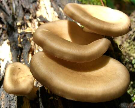 Image of black-footed polypore