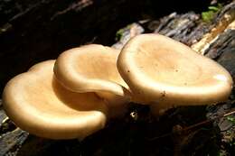 Image of black-footed polypore