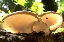 Image of black-footed polypore