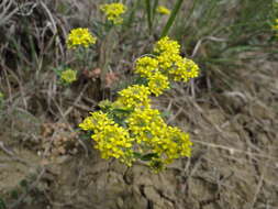 Sivun Alyssum tortuosum Waldst. & Kit. ex Willd. kuva