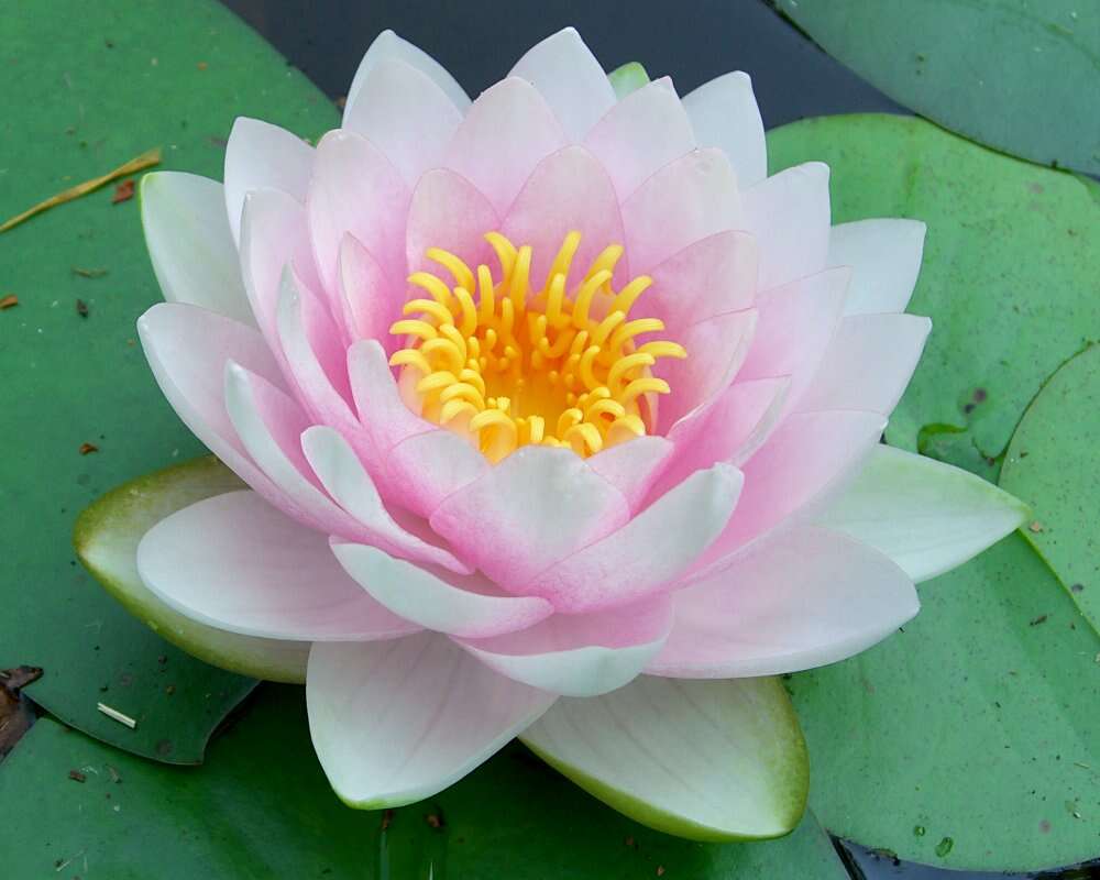 Image of American white waterlily