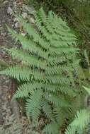 Image of Tree Fern Golden