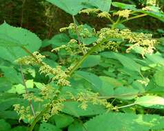 Image of Canadian woodnettle