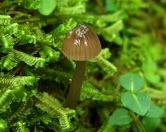 Imagem de Hygrocybe irrigata